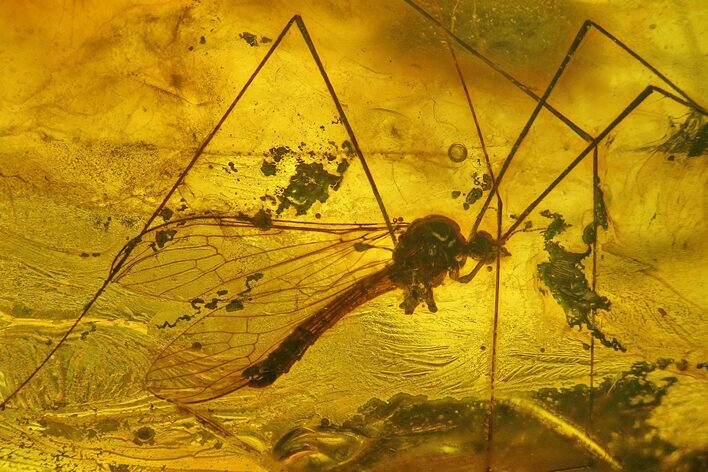 Two Detailed Fossil Crane Flies (Tipulidae) In Baltic Amber #200164